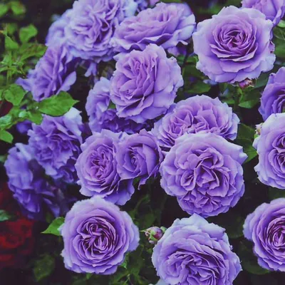 Изысканный снимок Вувузела розы (jpg)
