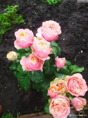 Фотография нежной розы Вувузела с различными размерами
