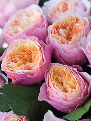Замечательная фото розы Вувузела в стандартном формате (png)