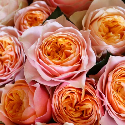 Великолепное изображение Вувузела розы в формате webp