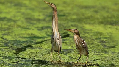 Выпь на фотографиях: дивный мир птиц