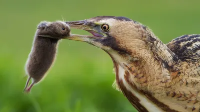 Уникальные фотографии выпь, доступные для скачивания