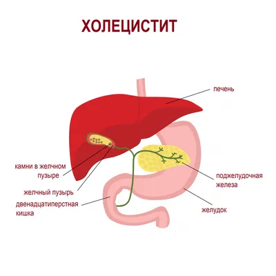 Фото живота: скачать бесплатно в формате WebP