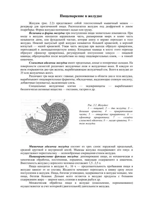 Фотографии: Таинственный выпирающий желудок