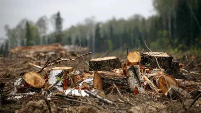 Фоны с изображением Вырубка деревьев - новое в хорошем качестве