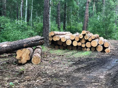 Печальный облик: утраченная жизнь на фотографиях вырубки деревьев