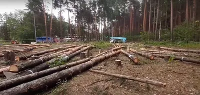 Сосновое погружение: фотоэкскурсия в послеэксплуатационные зоны