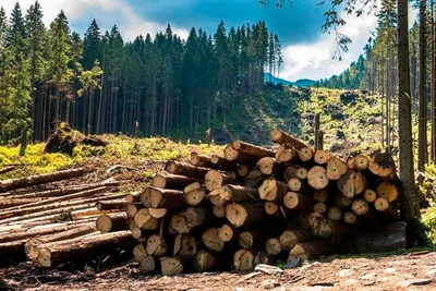 Вторая жизнь: фотографии вырубки деревьев и их возобновления