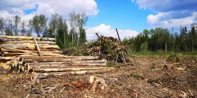 Фото вырубки деревьев в гиф-формате