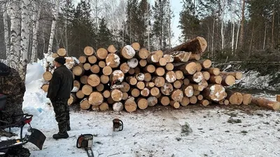 Яркие рисунки вырубки деревьев в арт-стиле