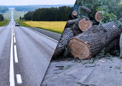 Изображения вырубки деревьев для вашего рабочего стола