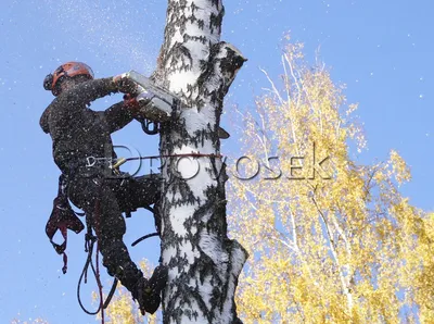 Фото на айфон с вырубкой деревьев 