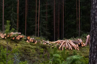 Фотографии деревьев после Врубка - выберите формат и качество изображения