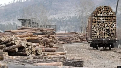 Фотографии вырубки леса в Сибири: качественные обои для вашего устройства