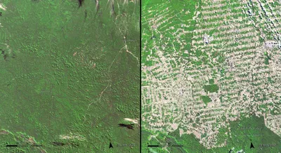 Фото вырубки лесов в Сибири из космоса в формате JPG – бесплатно для скачивания