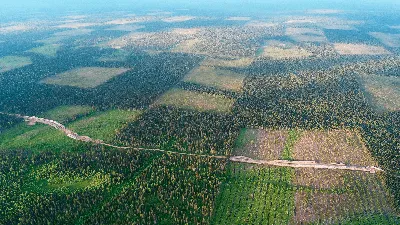 Космический взгляд на безжалостную вырубку лесов в Сибири