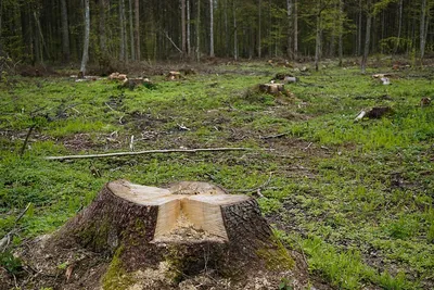 Сокрушительные виды на вырубленные леса Сибири сверху