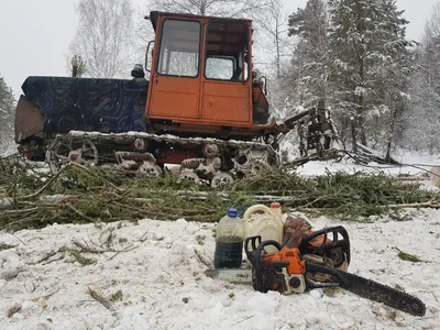 Потрясающие снимки вырубки лесов в Сибири: вызов к охране природы