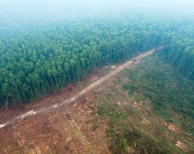 Изображение лесного выруба в Сибири - фотка 2024 года