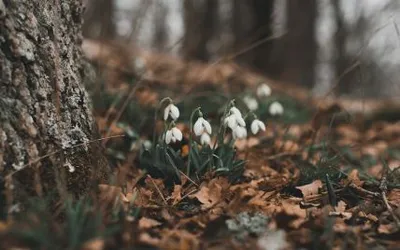 Фотографии весны на вашем экране