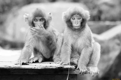 Уникальные выражения лиц обезьян: захватывающий фотоальбом