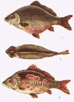 Изображения рыб с неврологическими заболеваниями на фото
