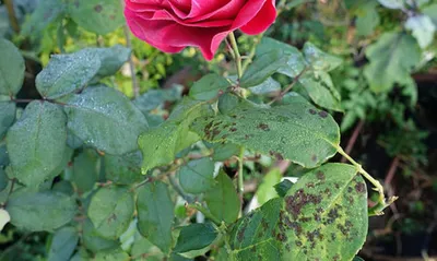 Впечатляющие картинки заболеваний роз: легко сохраняйте!