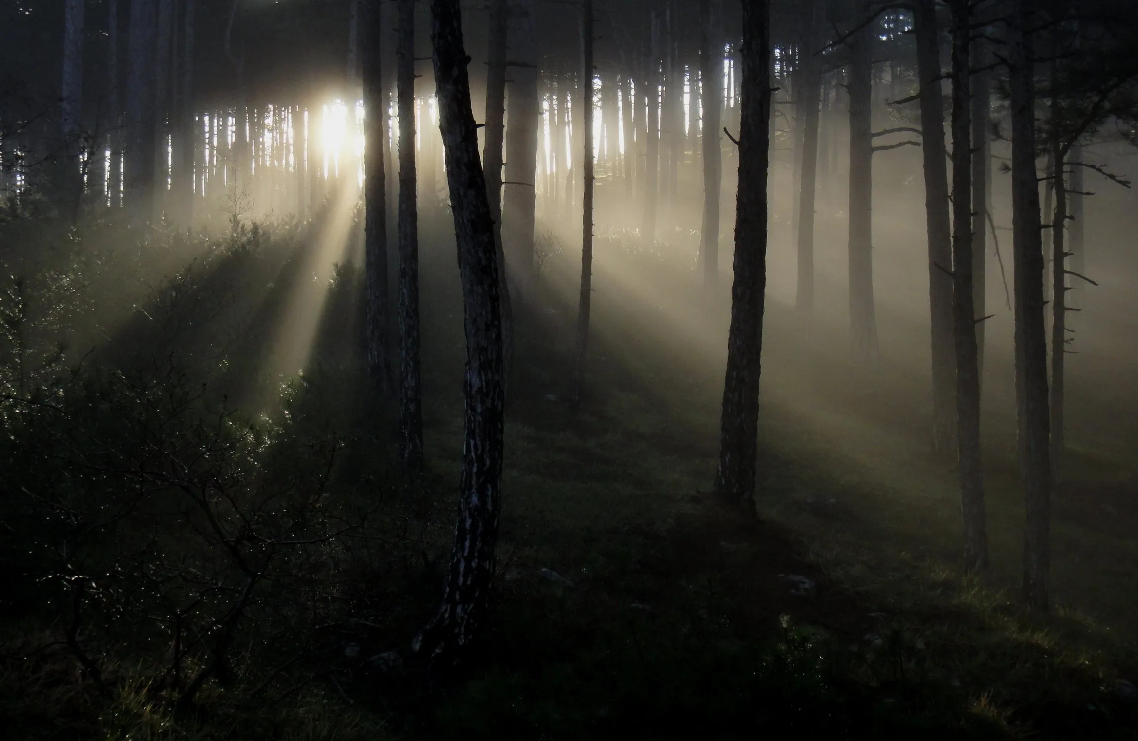 Удивительный рисунок природы: фото загадочного леса | Загадочный лес Фото  №1344422 скачать