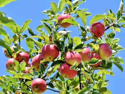 Яблочные заготовки для пирогов на фото: выбор формата изображения