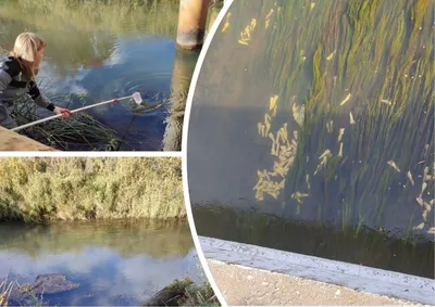 Печальная судьба водопроводного режима: фотографии загрязнения рек в сушные периоды