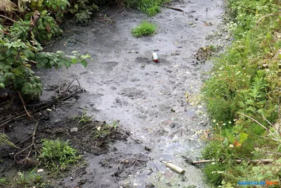 Фотка с мутной и зараженной водой в реке