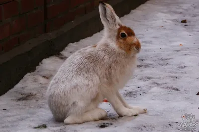 Зимний великолепный заяц: Фото в высоком разрешении