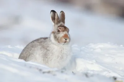 Заяц русак в снежном покрове: Изысканные фотографии