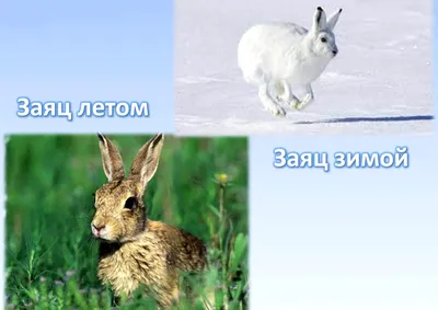 Зимний заяц: Очарование фотографии в разных размерах