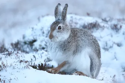 Изображение зайца русака: Зимний леденец