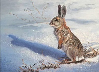 Фотография зайца русака: Зимнее волшебство