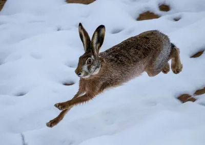 Фото зимнего зайца: Картина природы