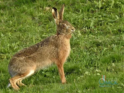 Фотка зайца русака: Зимняя сказка в каждом пикселе