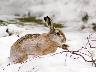 Заяц русак зимой: Красота природы в разных размерах