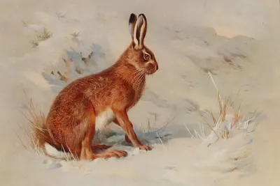 Фото зимнего зайца: Великолепие природы на вашем экране