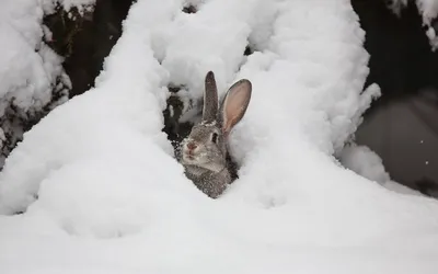 Фотография зимнего зайца: Мягкость и красота природы