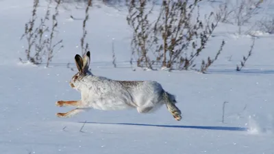 Фото заяца русака зимой: Красивые моменты природы