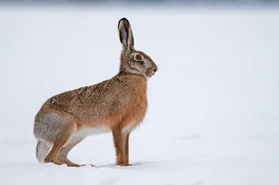 Фотография заяца русака: Зимний пейзаж в разных форматах