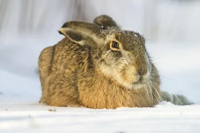 Фотография зимнего зайца русака: Моменты природы в разных размерах