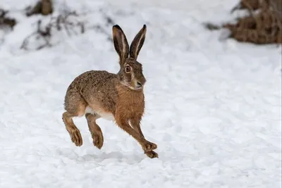 Зимний портрет зайца русака: Выберите свой размер изображения