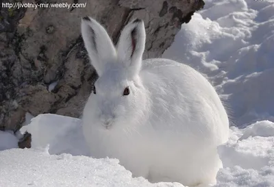 Фото зайца русака: Зимний этюд