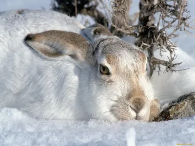 Заяц русак зимой: Изысканные кадры в различных размерах