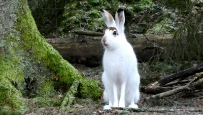 Фотка зайца русака в высоком разрешении: Зимние чудеса