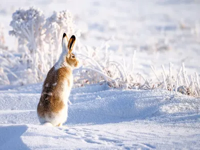 Фото зайца зимой для скачивания в PNG формате