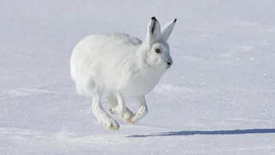 Фотка зайца на фоне снега: выбор размера JPG